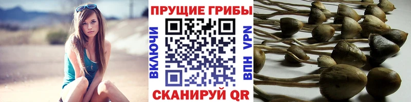 Псилоцибиновые грибы мицелий  mega зеркало  Тверь 